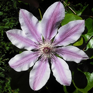 Clematis