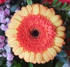 Gerbera