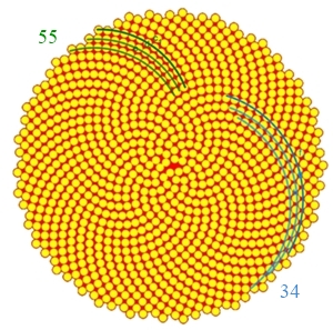 Sonnenblumenkerne