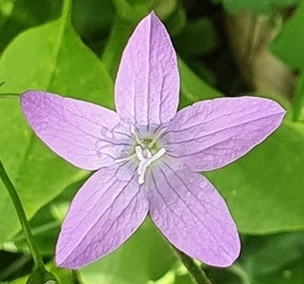 Wiesenglockenblume