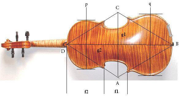 Unterseite Goldfuß-Geige